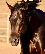 Street Rush Stallion at stud